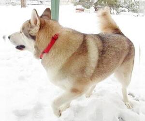 Alaskan Malamute Dogs for adoption in Tehachapi, CA, USA