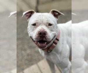 American Pit Bull Terrier-Unknown Mix Dogs for adoption in Santa Maria, CA, USA