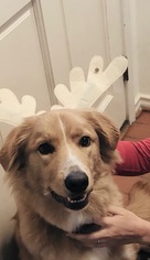 Golden Retriever Dogs for adoption in Coppell, TX, USA