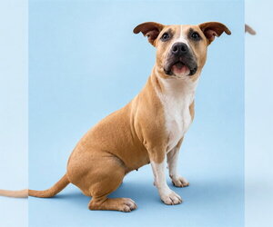 American Pit Bull Terrier Dogs for adoption in Westminster, MD, USA