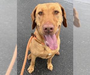 Labrador Retriever-Unknown Mix Dogs for adoption in Camarillo, CA, USA