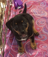 Dachshund Dogs for adoption in Millersville, NJ, USA