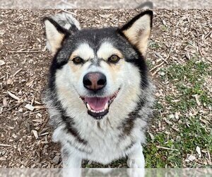 Small Alaskan Malamute Mix