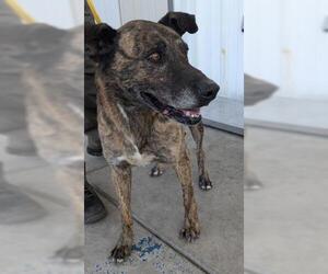 American Pit Bull Terrier-Unknown Mix Dogs for adoption in Bakersfield, CA, USA