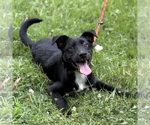 Mutt Dogs for adoption in Yardley, PA, USA