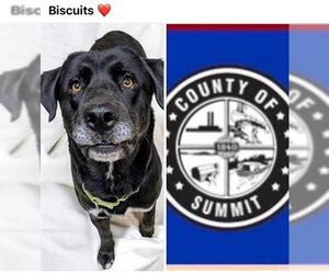 Labrador Retriever Dogs for adoption in Akron, OH, USA