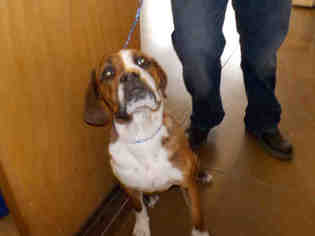 Bully Basset Dogs for adoption in Temple, TX, USA