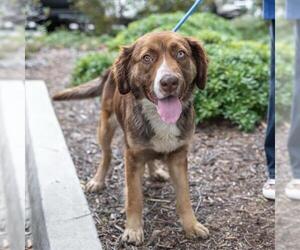 Australian Mountain Dog Dogs for adoption in San Diego, CA, USA