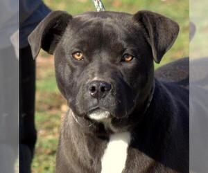 Boxador Dogs for adoption in Sparta, TN, USA