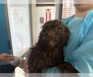 Poodle (Miniature)-Unknown Mix Dogs for adoption in Raleigh, NC, USA