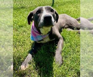 American Pit Bull Terrier-Unknown Mix Dogs for adoption in Tulsa, OK, USA