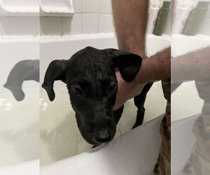 Great Dane Dogs for adoption in Bullard, TX, USA