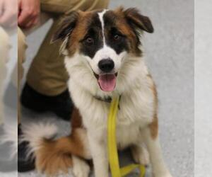 Border Collie Dogs for adoption in Galax, VA, USA