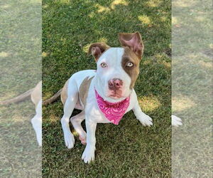 American Pit Bull Terrier-Unknown Mix Dogs for adoption in Germantown, OH, USA