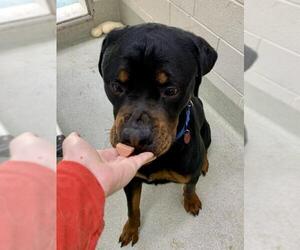 Rottweiler Dogs for adoption in Alexandria, VA, USA