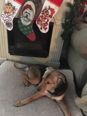 Airedale Terrier Dogs for adoption in Sanford, FL, USA