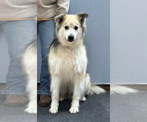 Collie-Huskies Mix Dogs for adoption in Batavia, NY, USA