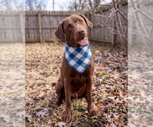 Labrador Retriever Dogs for adoption in Grovertown, IN, USA