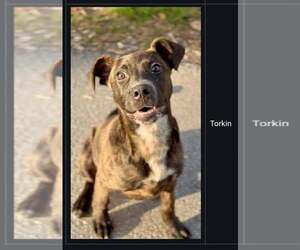 Mountain Cur-Unknown Mix Dogs for adoption in Westwood, NJ, USA