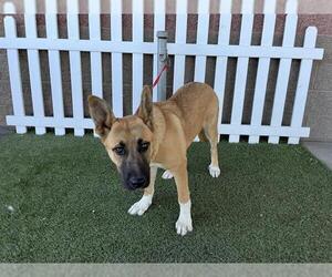 German Shepherd Dog-Unknown Mix Dogs for adoption in Modesto, CA, USA
