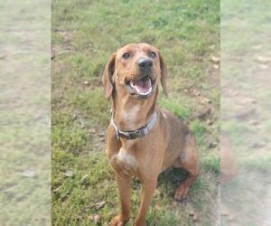 Redbone Coonhound Dogs for adoption in Martinsburg, WV, USA