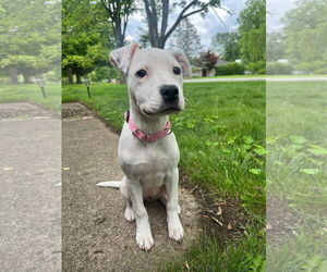 American Pit Bull Terrier-Unknown Mix Dogs for adoption in Germantown, OH, USA