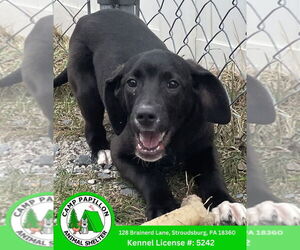 German Shepherd Dog-Poodle (Miniature) Mix Dogs for adoption in Stroudsburg, PA, USA