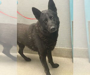 German Shepherd Dog-Unknown Mix Dogs for adoption in Las Vegas, NV, USA