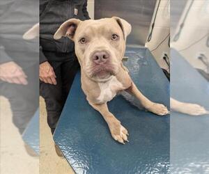 American Bulldog-Unknown Mix Dogs for adoption in Mobile, AL, USA