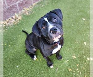 Mutt Dogs for adoption in Minneapolis, MN, USA