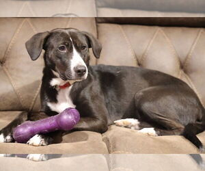 Borador Dogs for adoption in Oakhurst, NJ, USA