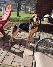 English Coonhound-Unknown Mix Dogs for adoption in Fairmont, WV, USA