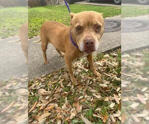 American Pit Bull Terrier-Unknown Mix Dogs for adoption in Houston, TX, USA