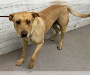 American Pit Bull Terrier-Labrador Retriever Mix Dogs for adoption in San Bernardino, CA, USA