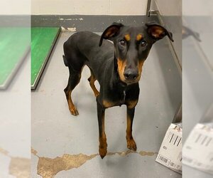 Doberman Pinscher Dogs for adoption in Peoria, IL, USA