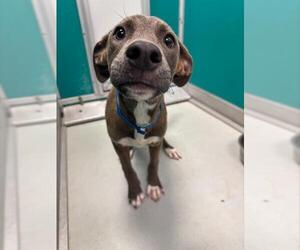 American Pit Bull Terrier-Unknown Mix Dogs for adoption in Oklahoma City, OK, USA