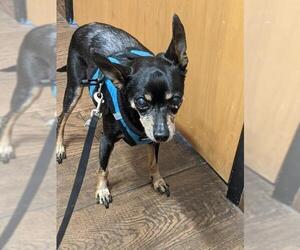Miniature Pinscher Dogs for adoption in Bellevue, WA, USA