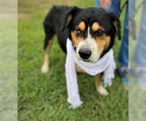 Australian Mountain Dog Dogs for adoption in Poughkeepsie, GA, USA