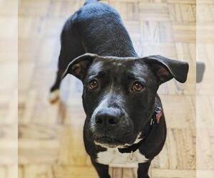 American Bulldog Dogs for adoption in Washington, DC, USA