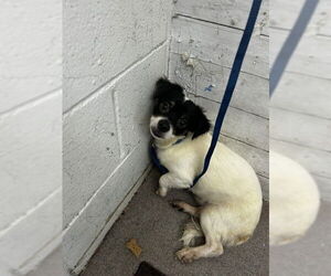 Chihuahua Dogs for adoption in San Bernardino, CA, USA