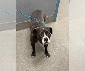 American Pit Bull Terrier-Unknown Mix Dogs for adoption in Las Vegas, NV, USA