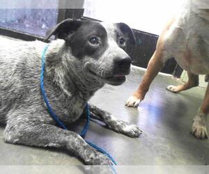 Mutt Dogs for adoption in Tulsa, OK, USA