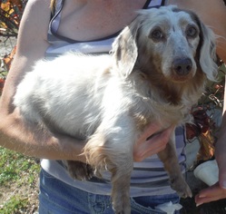 Dachshund Dogs for adoption in Commerce, GA, USA