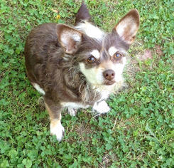 Small Jack Russell Terrier Mix