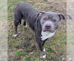 American Staffordshire Terrier Dogs for adoption in Akron, OH, USA