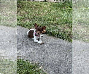 Chihuahua Dogs for adoption in Holly Springs, NC, USA
