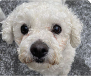 Poodle (Miniature) Dogs for adoption in San Ramon, CA, USA