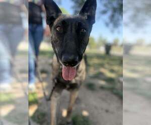 Mutt Dogs for adoption in Visalia, CA, USA