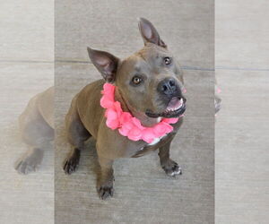 American Pit Bull Terrier-Unknown Mix Dogs for adoption in McKinney, TX, USA