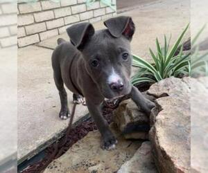 American Pit Bull Terrier Dogs for adoption in Freeport, FL, USA